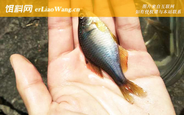 鳑鲏鱼:物种划分