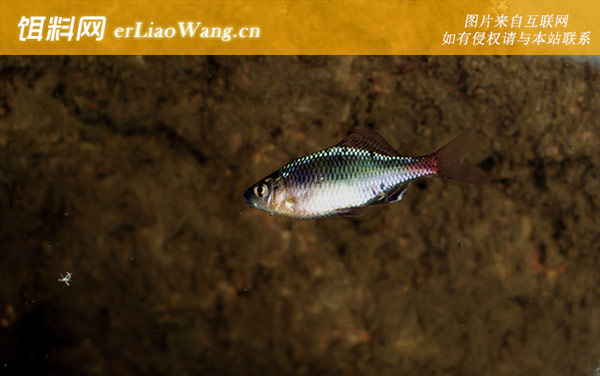 中华鳑鲏:生活习性