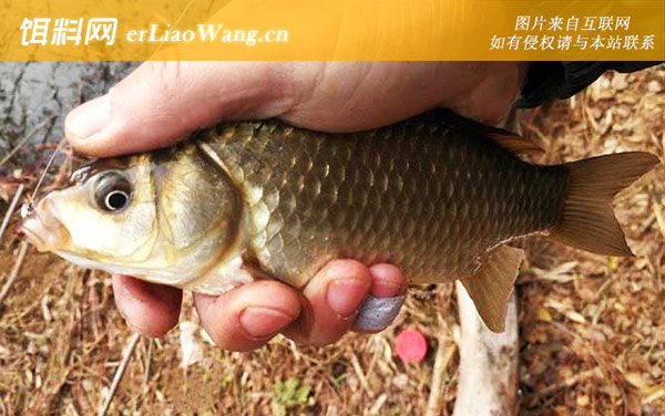 传统钓:钓法对比