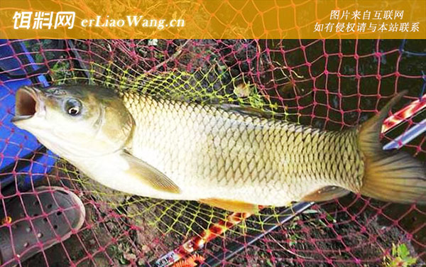 青鱼:草鱼(草鲩白鲩)