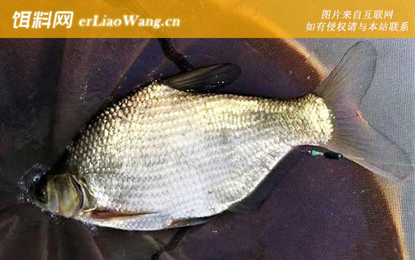 鲢鱼:鳊鱼(长身鳊长春鳊)