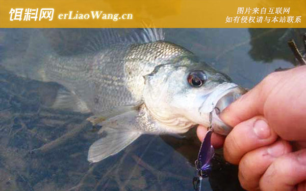 路亚钓鱼:抛竿方法