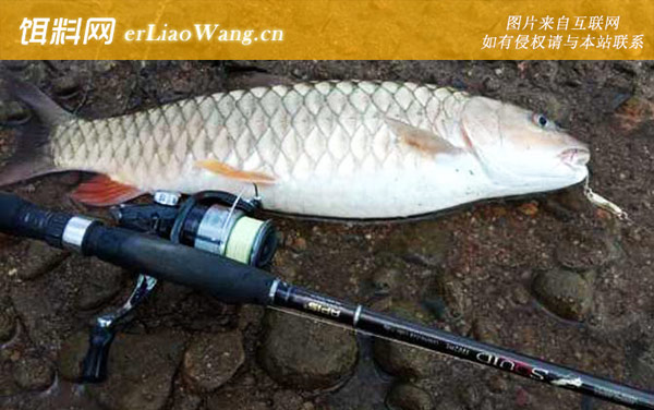 路亚钓鱼:操控技巧