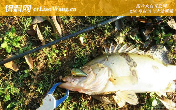 淡水路亚对象鱼介绍及用饵-鳜鱼(桂鱼桂鱼)