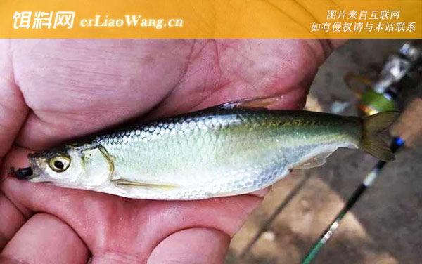 白条鱼:白条鱼(餐条蓝刀鱼)