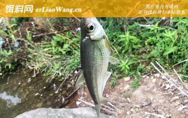 路亚:钓法定义
