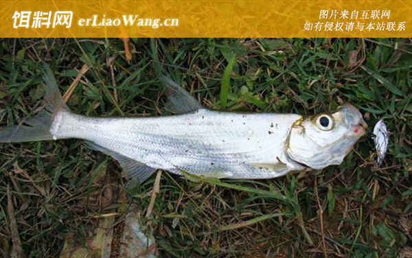 路亚钓法:饵料种类