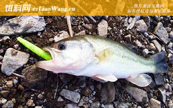 路亚钓法:钓具搭配