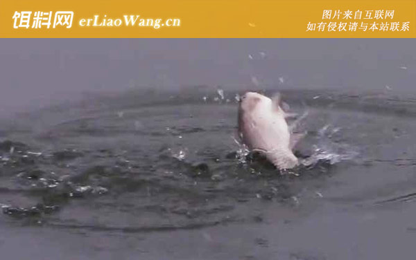 春季钓鲫鱼:钓具