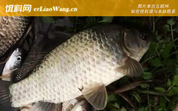 早春钓鲫鱼:时间