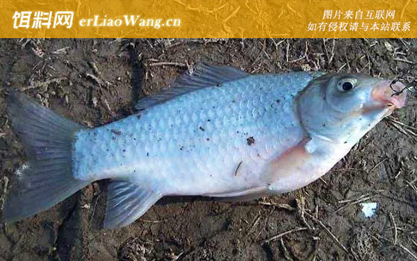 夏季钓鲫鱼:窝料