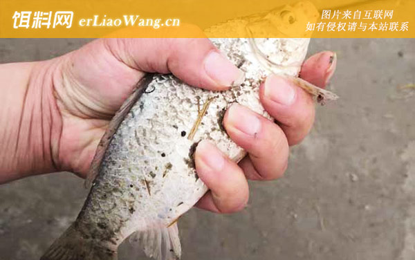 夏季钓鲫鱼:经典配方