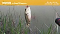 野钓什么饵料最好用?