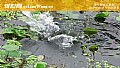野钓不打窝可以吗?