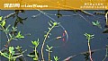 野钓多深的水里有大鱼?