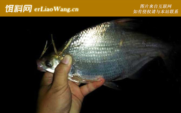 夜钓:饵料问题