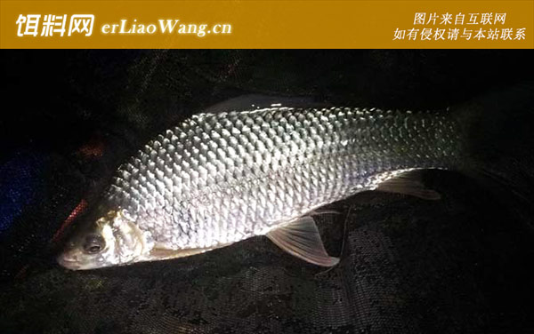 为什么下半夜不好钓鱼-夜钓装备