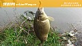夏季用蚯蚓钓鲫鱼的技巧