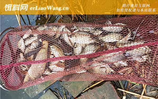 深秋钓鲫鱼:线组