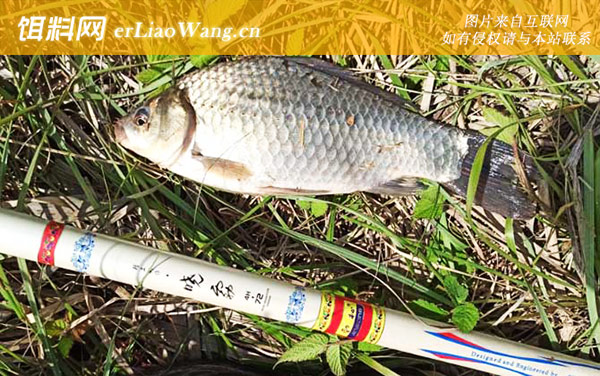 深秋钓鲫鱼:窝料