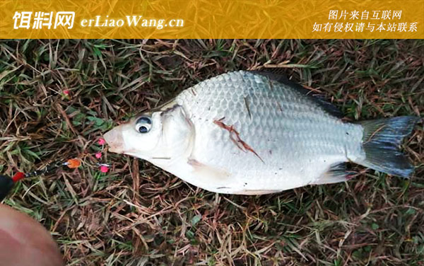 钓鱼的人为什么短命-主流钓法