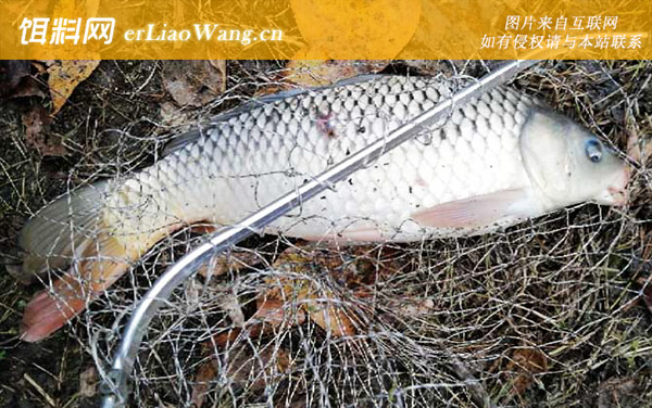 钓鱼穷三年玩鸟毁一生是什么意思-主流钓法