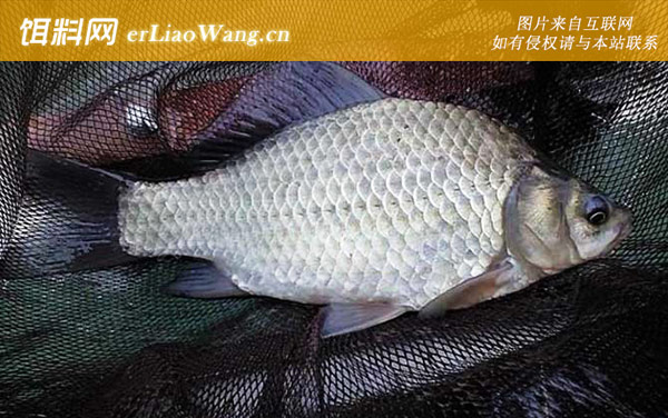 冬天钓鲫鱼:商品饵料