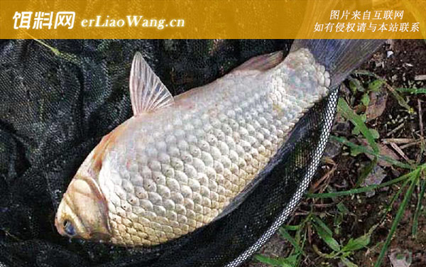 冬天钓鲫鱼:经典配方