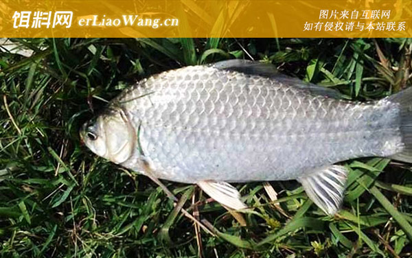 冬天钓鲫鱼:自制饵料