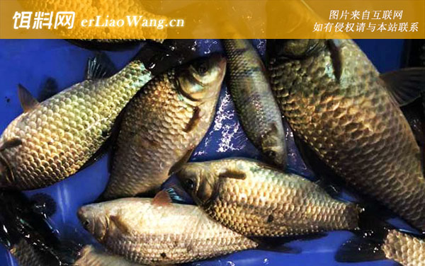 冬天钓大鲫鱼:打窝方法