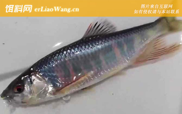 马口鱼:分布范围