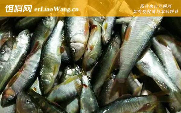 马口鱼:生活习性