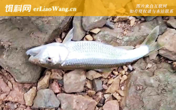 马口鱼:栖息环境