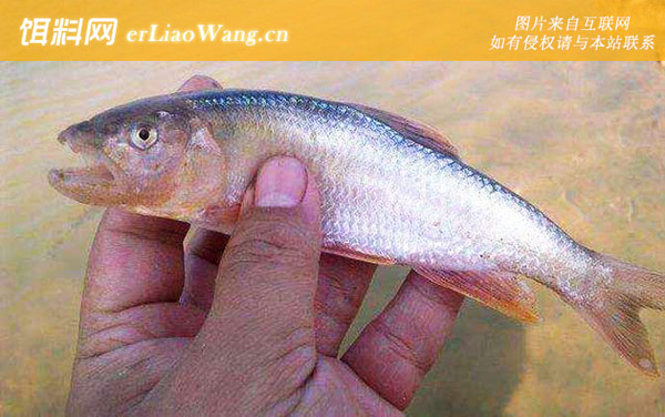 马口鱼:摄食习性