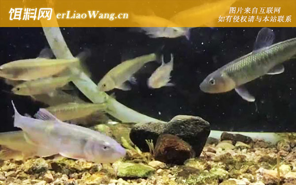 马口鱼:生活习性