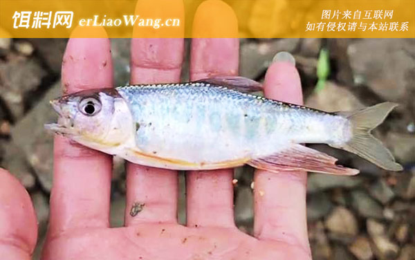 马口鱼:生活习性