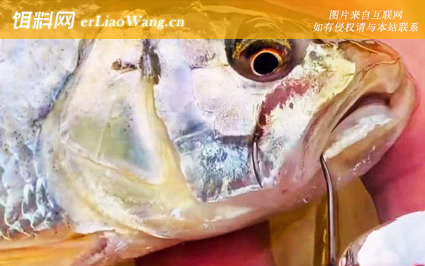 马口鱼:分布范围