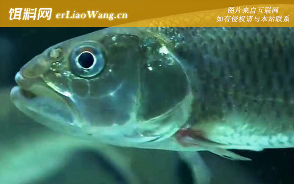 马口鱼:生活习性