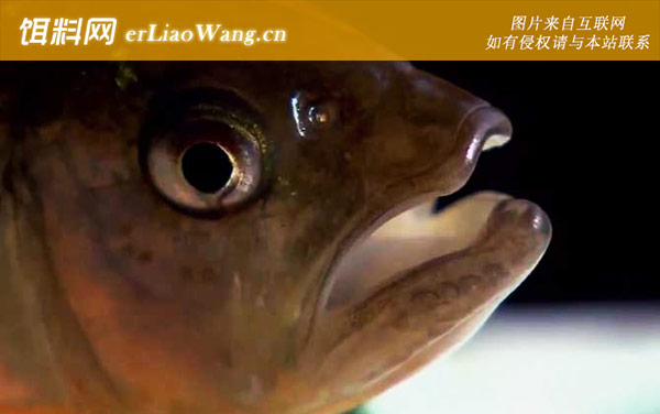 马口鱼:分布范围