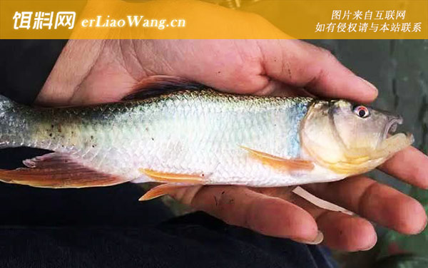 马口鱼:食用价值