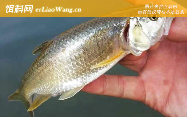 马口鱼:分布范围