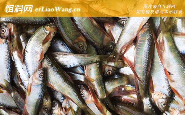 马口鱼:摄食习性