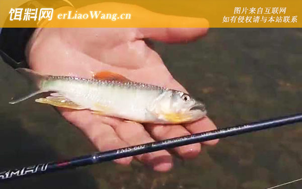 白条鱼:价格对比