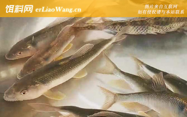 马口鱼:分布范围