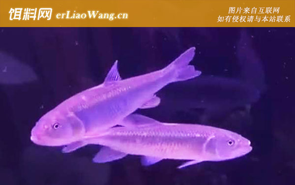 马口鱼:种类划分