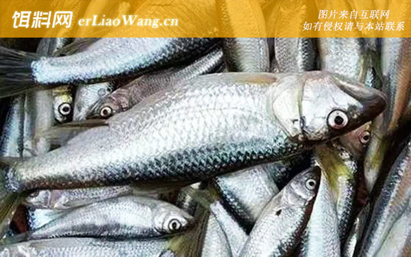 马口鱼:栖息环境