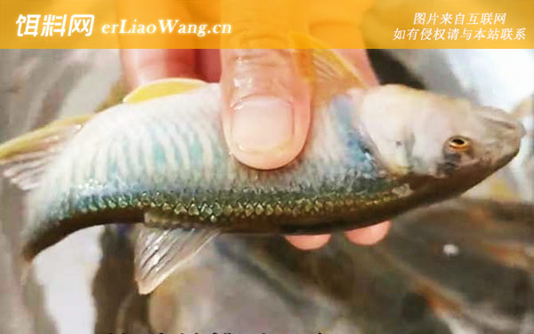 马口鱼:分布范围