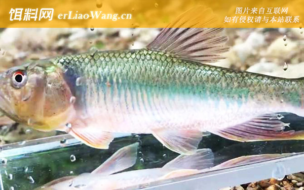 马口鱼:种类划分