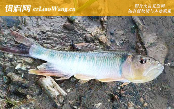 马口鱼:商品饵料