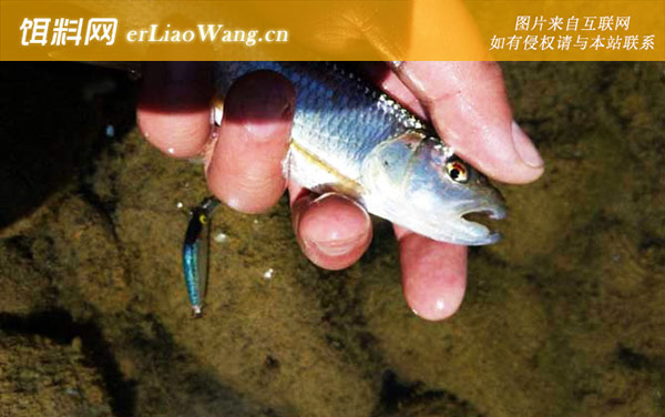 用什么饵钓马口鱼最有效-路亚拟饵